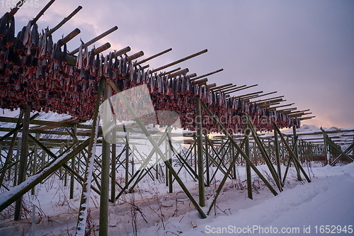 Image of Air drying of Salmon fish on wooden structure at Scandinavian winter