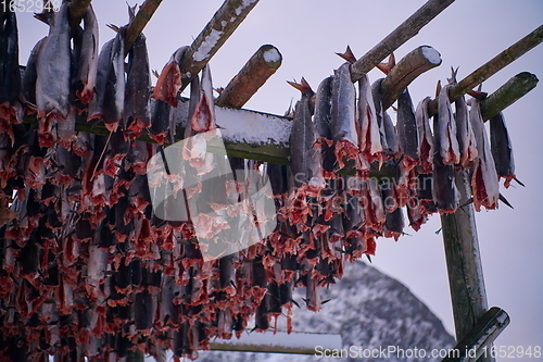 Image of Air drying of Salmon fish on wooden structure at Scandinavian winter