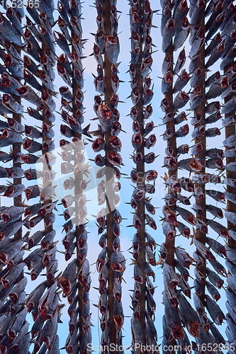 Image of Air drying of Salmon fish on wooden structure at Scandinavian winter