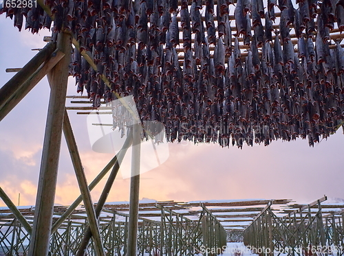 Image of Air drying of Salmon fish on wooden structure at Scandinavian winter