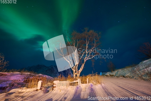 Image of Aurora borealis Green northern lights above mountains