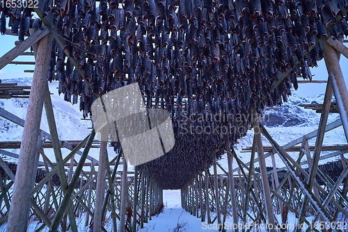 Image of Air drying of Salmon fish on wooden structure at Scandinavian winter