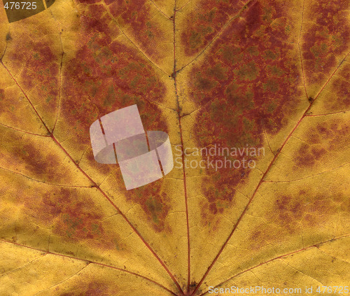 Image of vivid autumnal colors