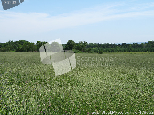 Image of green agricultural field