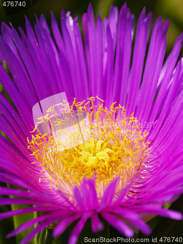 Image of lilac blossom