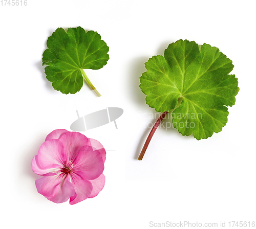 Image of geranium flower and leaves