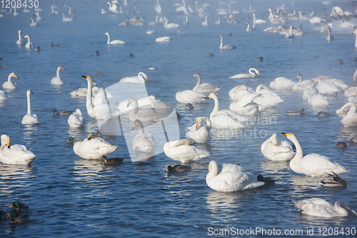 Image of Beautiful white whooping swans