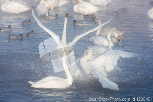 Image of Beautiful white whooping swans