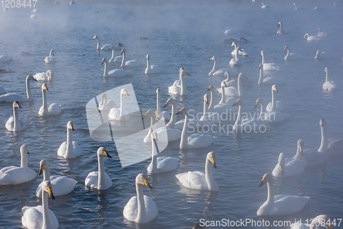 Image of Beautiful white whooping swans