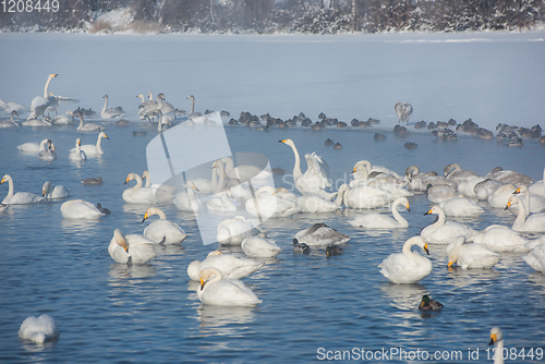 Image of Beautiful white whooping swans