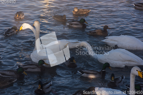 Image of Beautiful white whooping swans