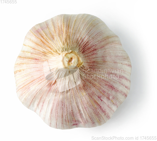 Image of garlic on white background