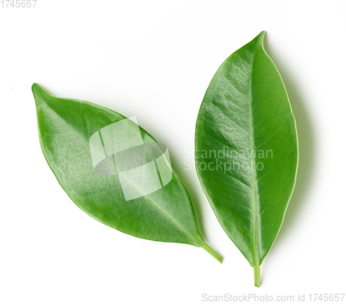 Image of fresh green leaves