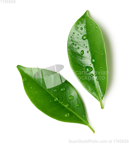 Image of fresh green leaves