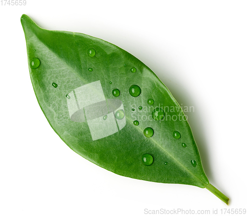 Image of fresh green leaf