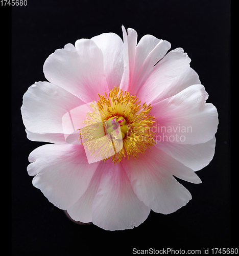 Image of beautiful peony flower