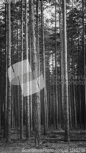 Image of forest of pines