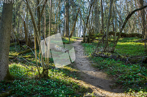 Image of footpath through an overgrown forest