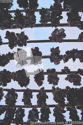 Image of Air drying of Salmon fish on wooden structure at Scandinavian winter