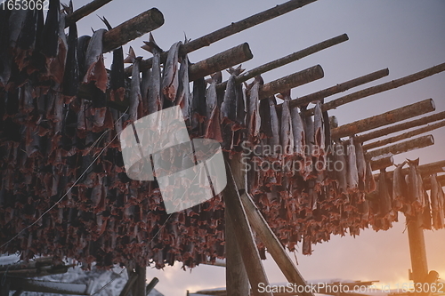 Image of Air drying of Salmon fish on wooden structure at Scandinavian winter