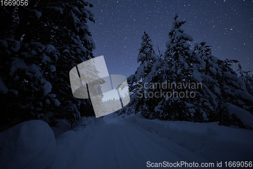 Image of winter night landscape nature forest