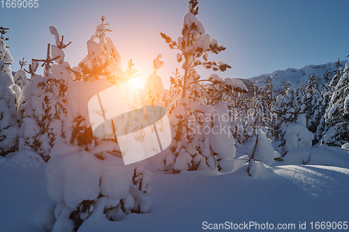 Image of winter sunrise with fresh snow covered forest and mountains