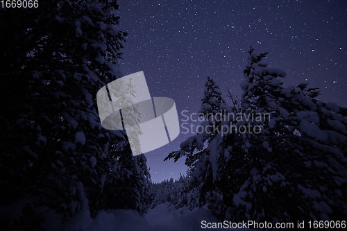 Image of winter night landscape nature forest