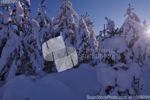 Image of winter sunrise with fresh snow covered forest and mountains