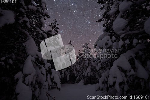 Image of winter night landscape nature forest