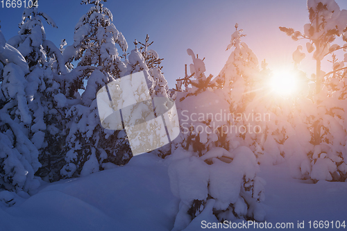 Image of winter sunrise with fresh snow covered forest and mountains