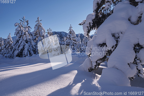 Image of winter sunrise with fresh snow covered forest and mountains