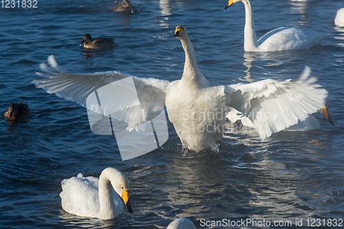 Image of Beautiful white whooping swans