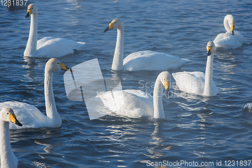 Image of Beautiful white whooping swans