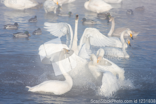 Image of Beautiful white whooping swans