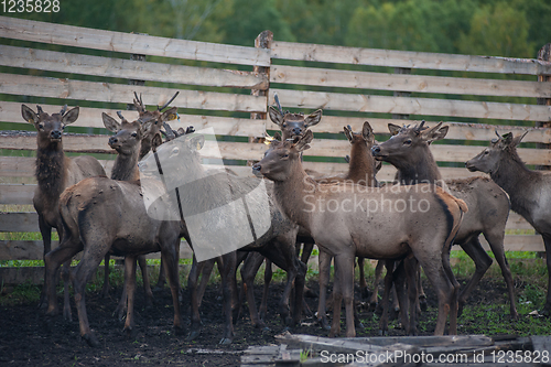 Image of marals on farm in Altay