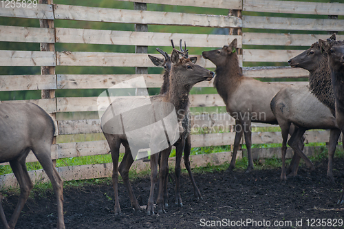 Image of marals on farm in Altay