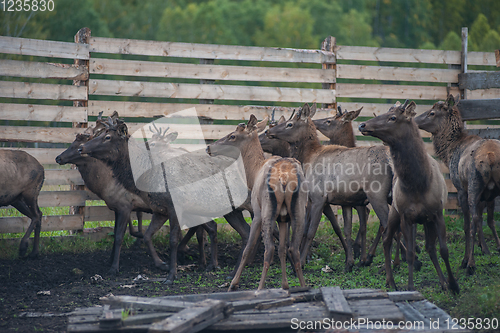 Image of marals on farm in Altay