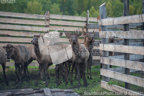 Image of marals on farm in Altay