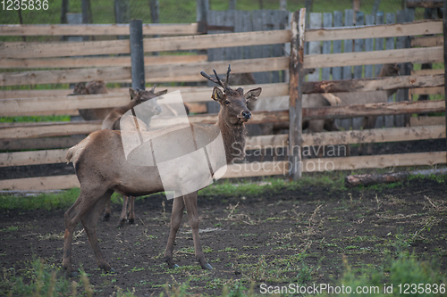 Image of marals on farm in Altay