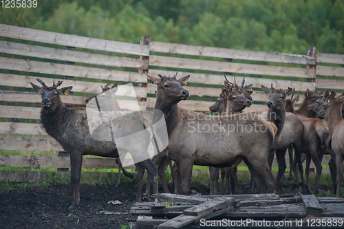 Image of marals on farm in Altay