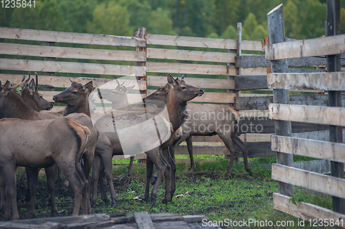 Image of marals on farm in Altay