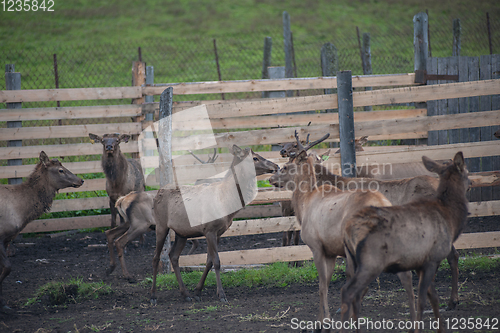 Image of marals on farm in Altay