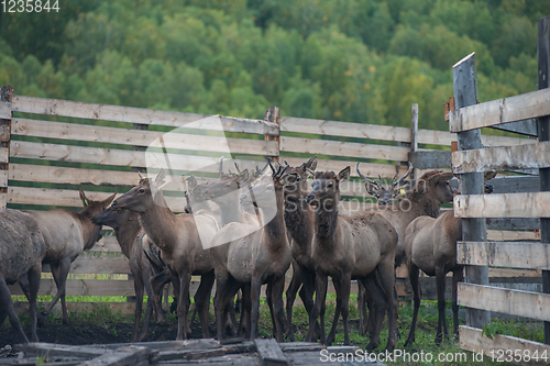 Image of marals on farm in Altay