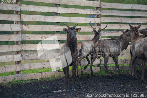 Image of marals on farm in Altay