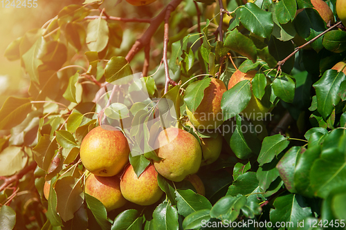 Image of Pear tree with fruit