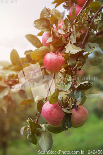 Image of Apple tree with apples