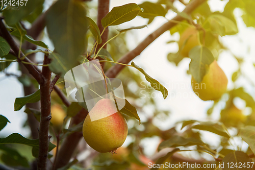 Image of Pear tree with fruit