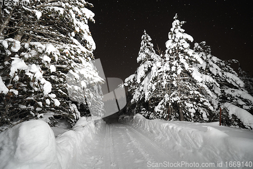 Image of winter night landscape nature forest