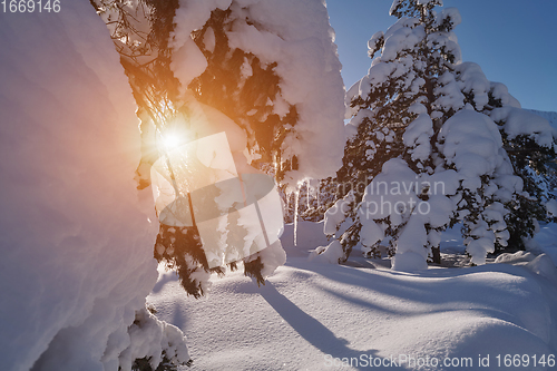 Image of winter sunrise with fresh snow covered forest and mountains