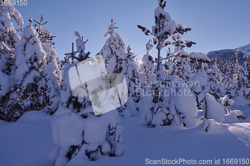 Image of winter sunrise with fresh snow covered forest and mountains